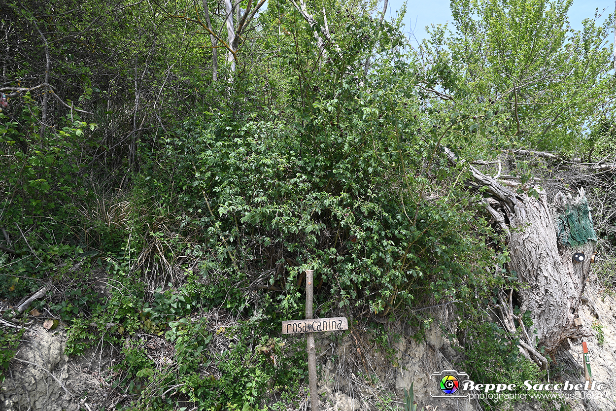 VBS_3097 - Mango (Cuneo) - Gnomovia.jpg